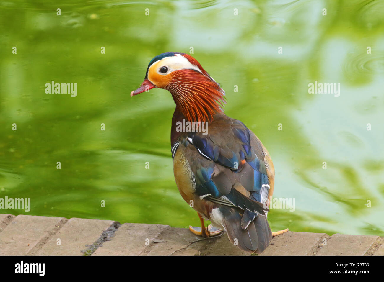 Male mandarin duck standing on wooden boards at lakeside with diffused ...