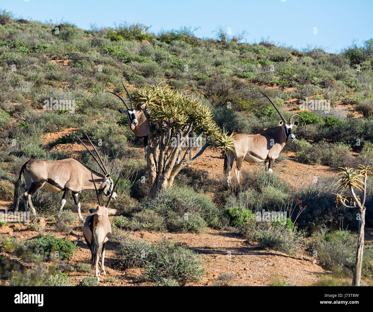 Gemsbok Herd Not Namibia Stock Photos Gemsbok Herd Not Namibia Stock Gemsbok Herd Not Namibia Stock Photos Gemsbok Herd Not Namibia Stock