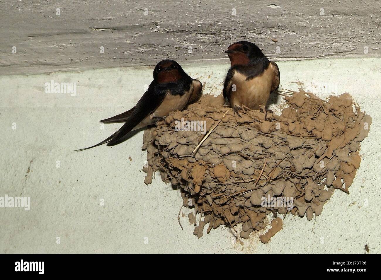 Barn Swallow Nest Box High Resolution Stock Photography And Images Alamy