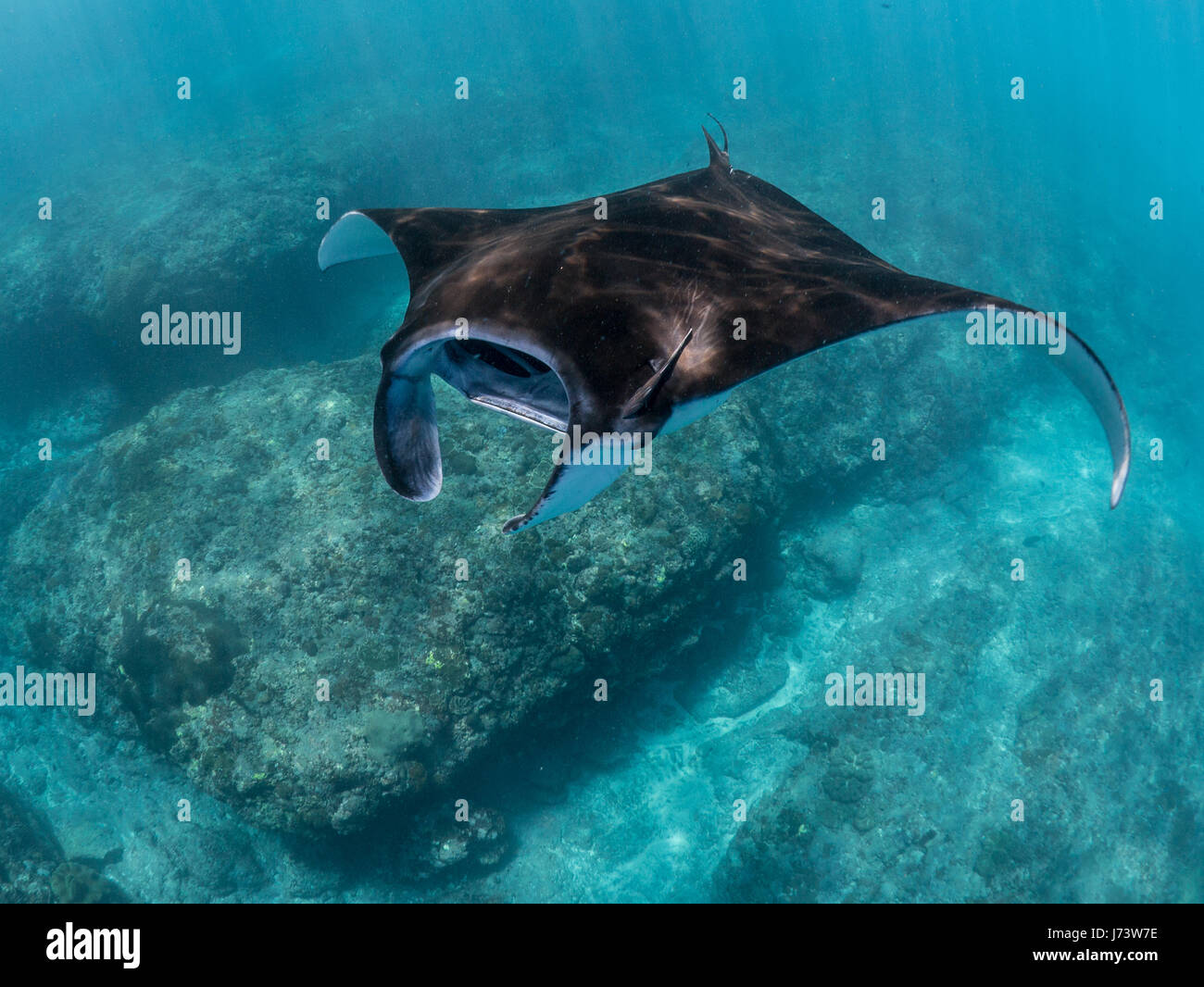 Nusa lembongan manta hi-res stock photography and images - Alamy