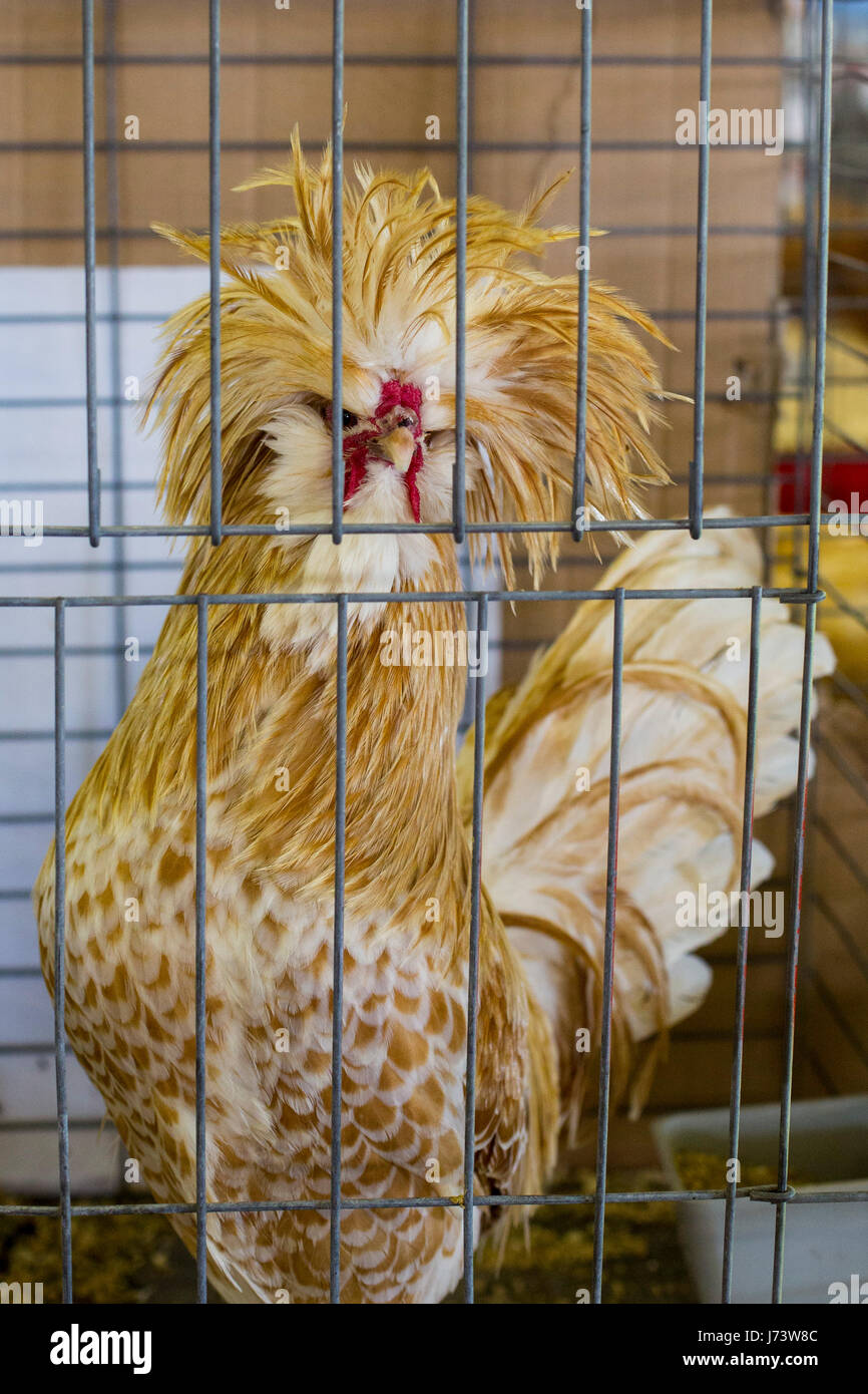 Phoenix, Arizona - A Polish Non-Bearded Chicken in a cage at the Maricopa County Fair. Stock Photo