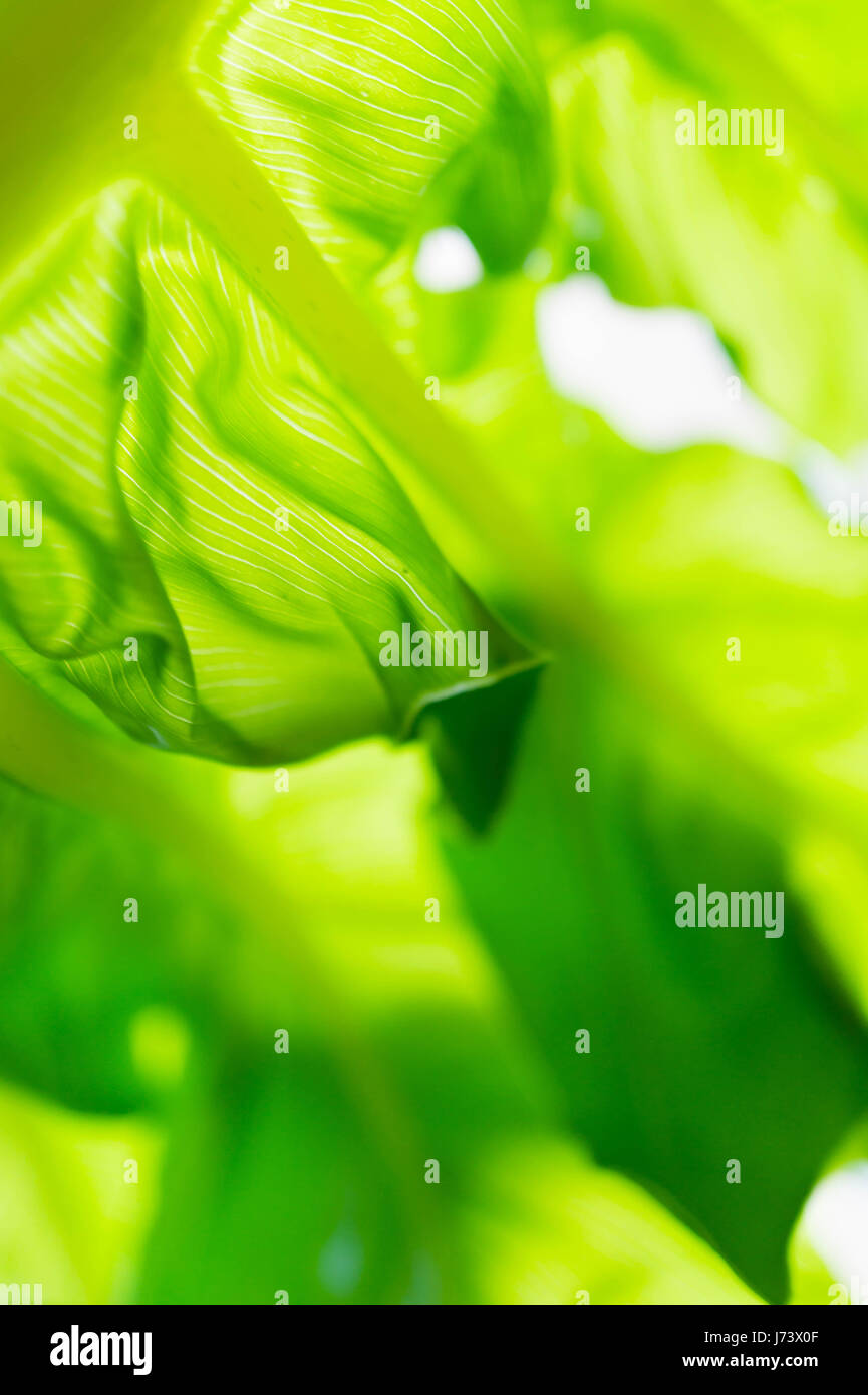 Close up green leaf texture Stock Photo - Alamy