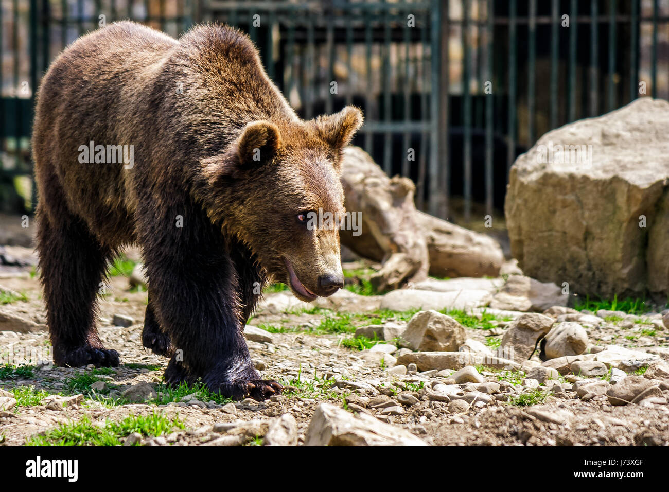 curious little brown bear in Carpathians. Rehabilitation center near Synevir lake in TransCarpathia, Ukraine. Stock Photo