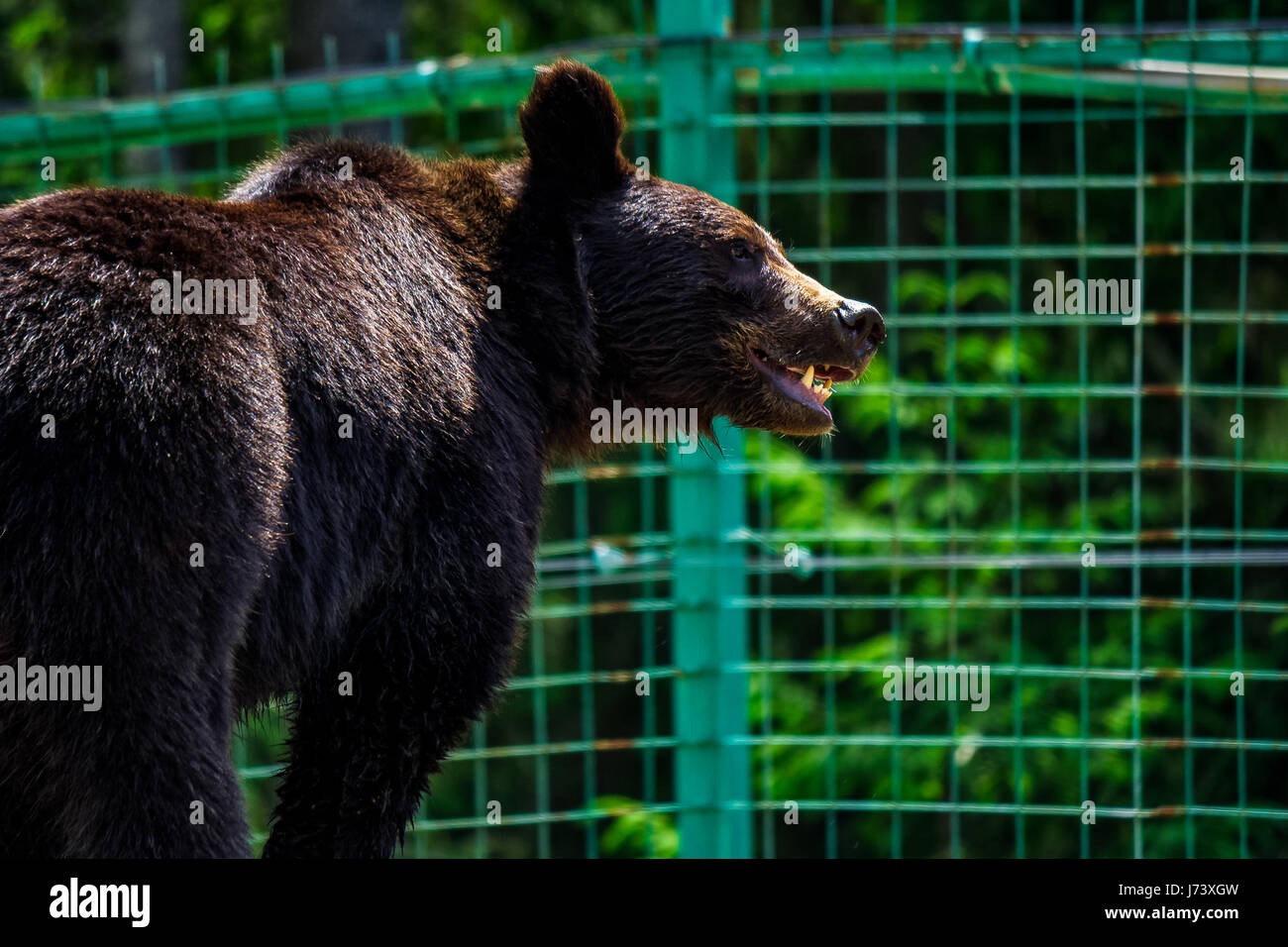 curious little brown bear in Carpathians. Rehabilitation center near Synevir lake in TransCarpathia, Ukraine. Stock Photo