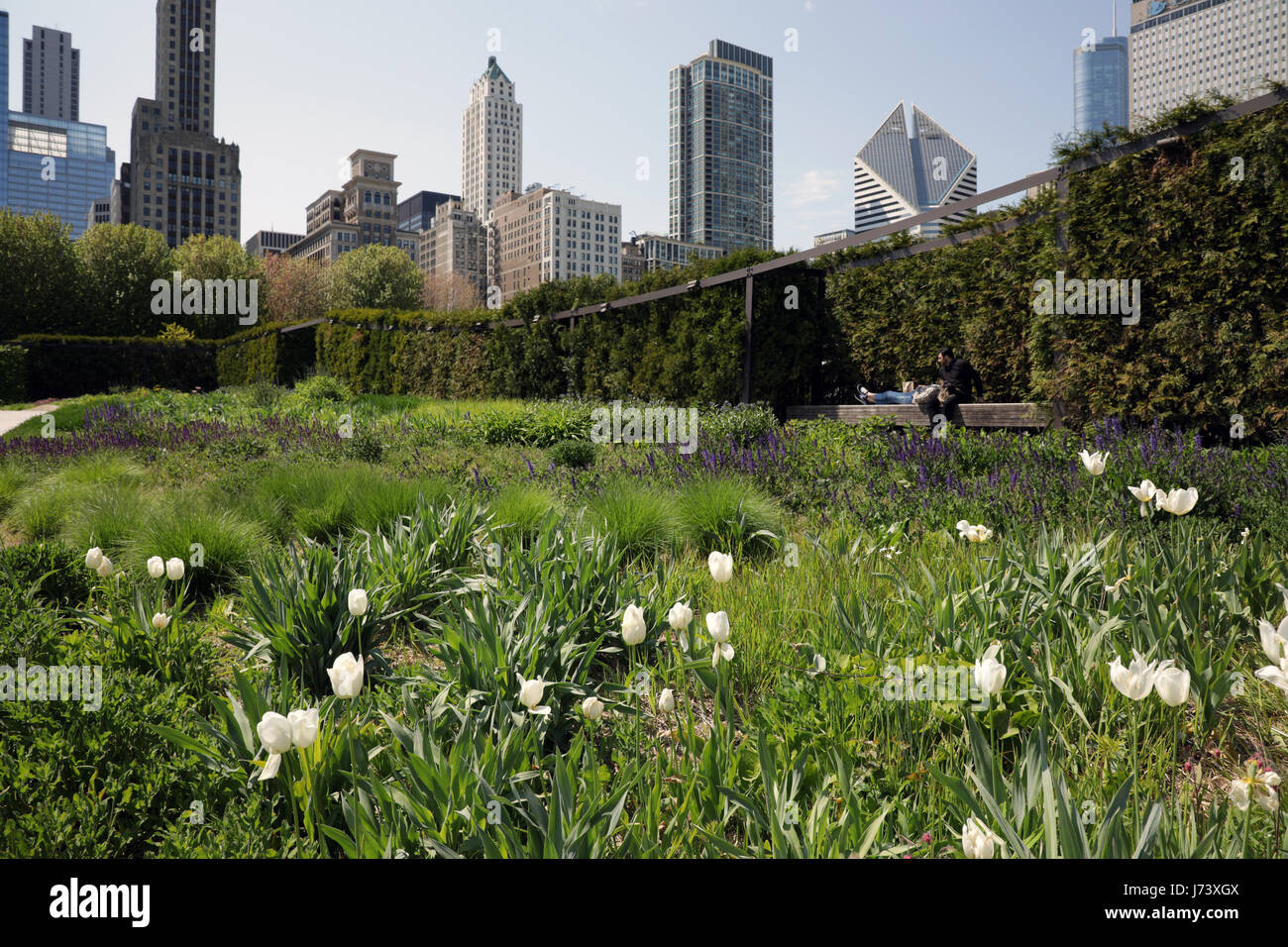 Flower Gardens at Chicago Millennium Park Stock Photo Alamy