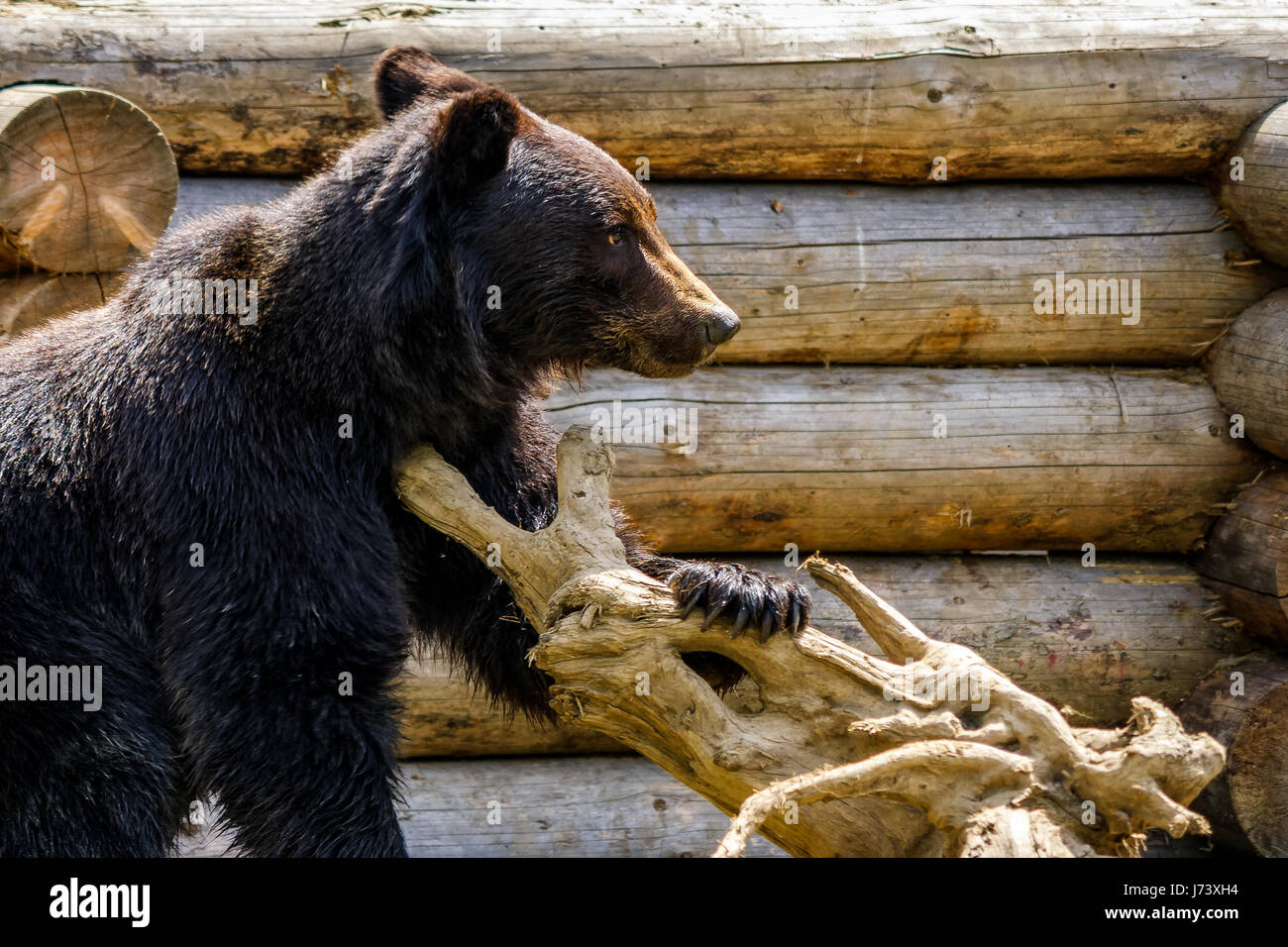 curious little brown bear in Carpathians. Rehabilitation center near Synevir lake in TransCarpathia, Ukraine. Stock Photo
