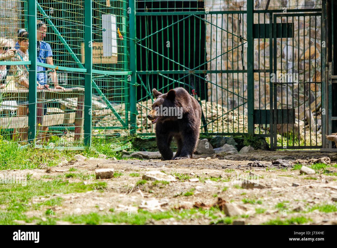 Synevir, Ukraine - Jun 21, 2014: curious little brown bear in Carpathians. Rehabilitation center near Synevir lake in TransCarpathia, Ukraine. Stock Photo