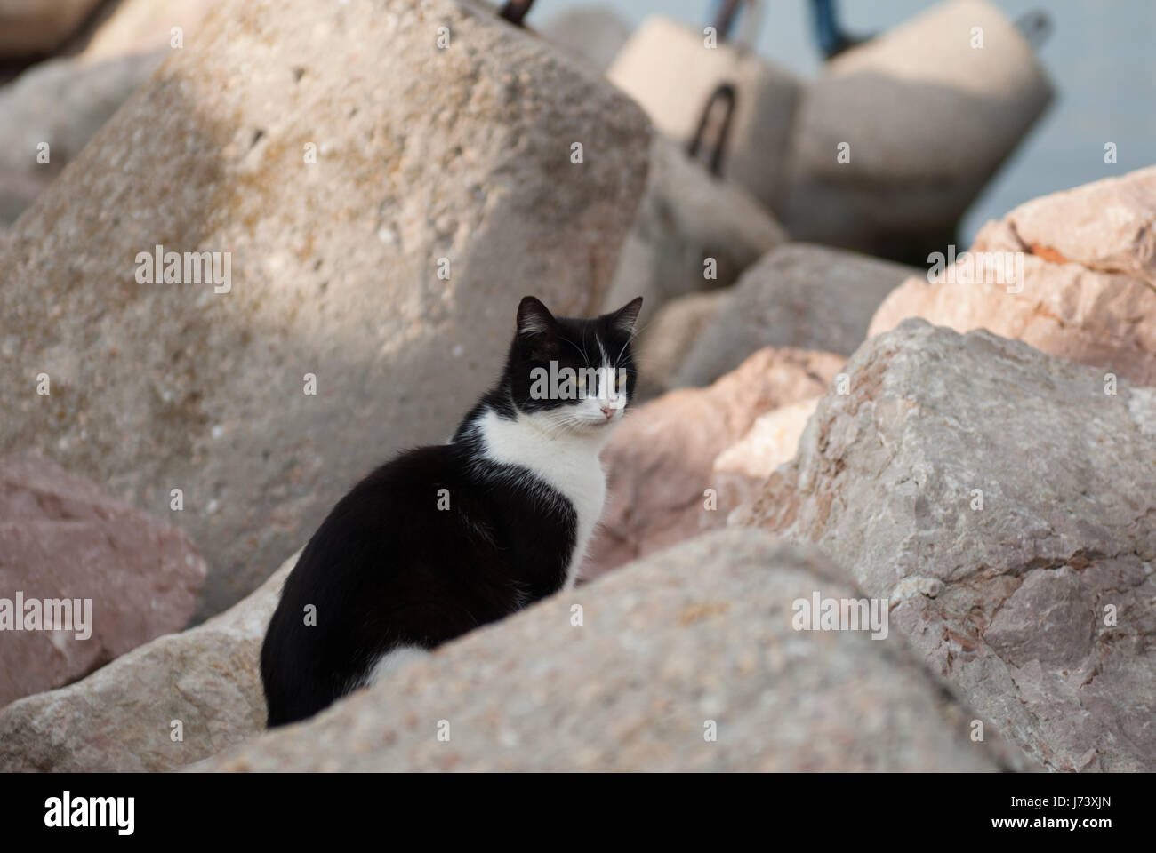 black and white cat sitting among the rocks on the pier among ...