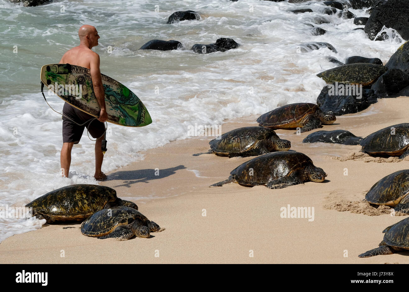 A surfer walks past a group of resting Hawaiian Green Sea Turtles at Hookipa Beach park, Paia, Maui, Hawaii. Stock Photo