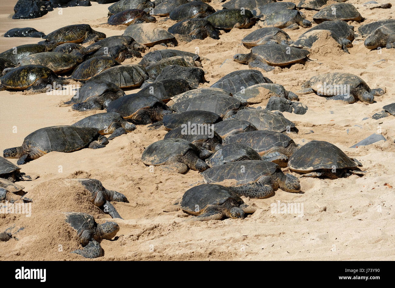Green Sea Turtles (Chelonia mydas) resting on the beach at Ho'okipa Beach Park, Paia, Maui, Hawaii. Stock Photo