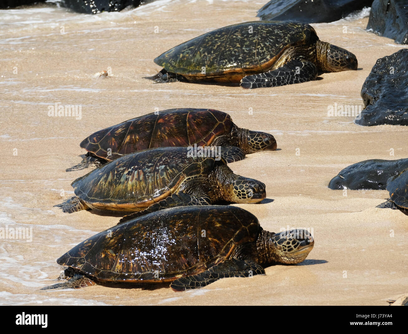 Green Sea Turtles (Chelonia mydas) resting on the beach at Ho'okipa Beach Park, Paia, Maui, Hawaii. Stock Photo