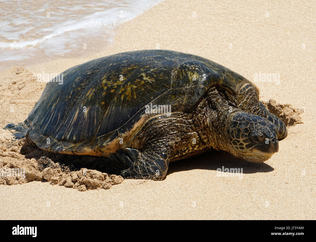 Green Sea Turtles (Chelonia mydas) resting on the beach at Ho'okipa