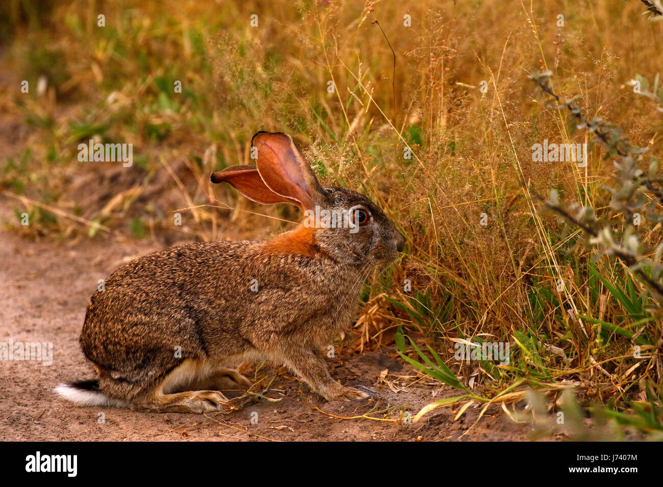 African Spring Hare Stock Photo Alamy