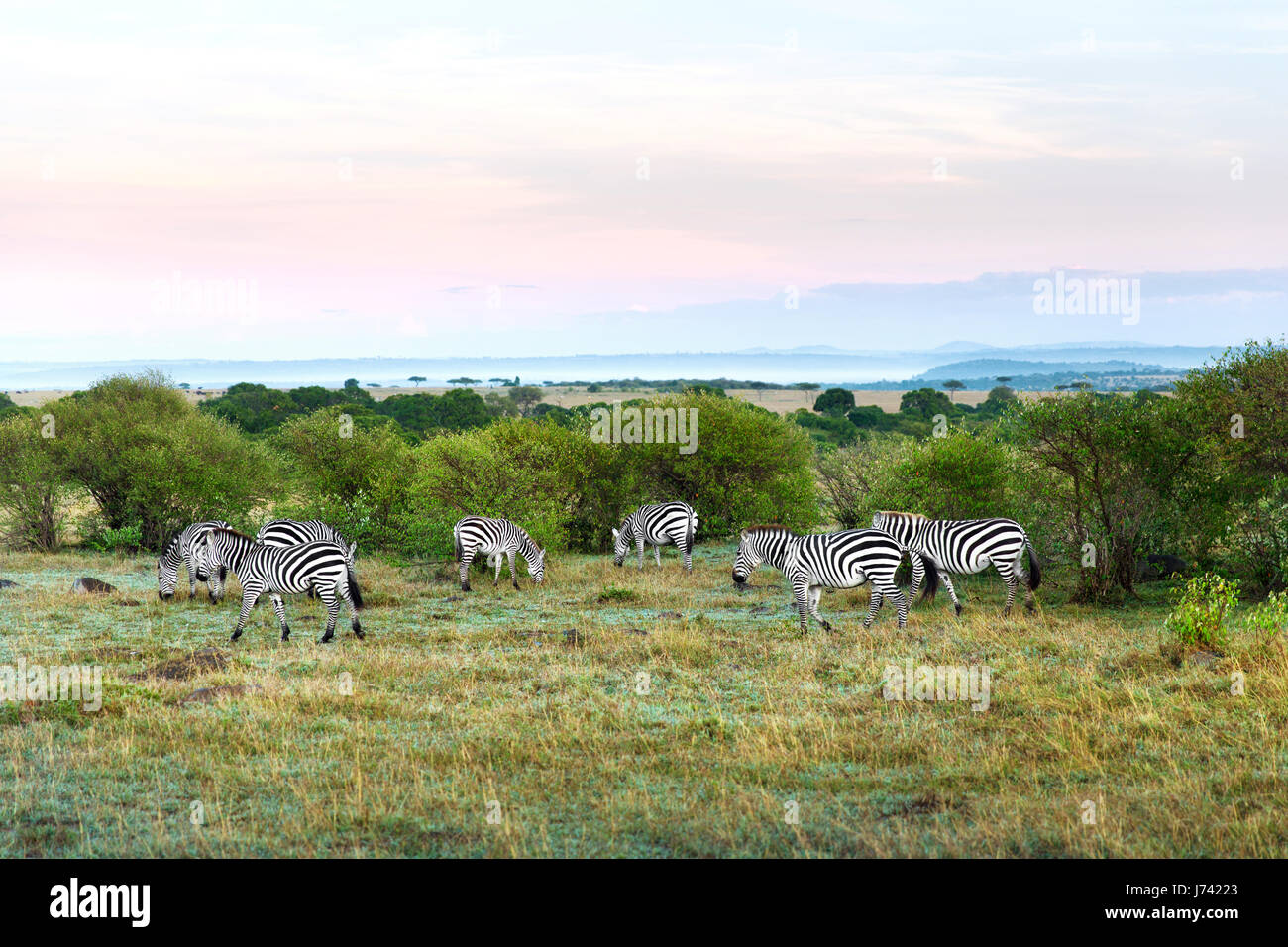 Savannah africa hi-res stock photography and images - Alamy