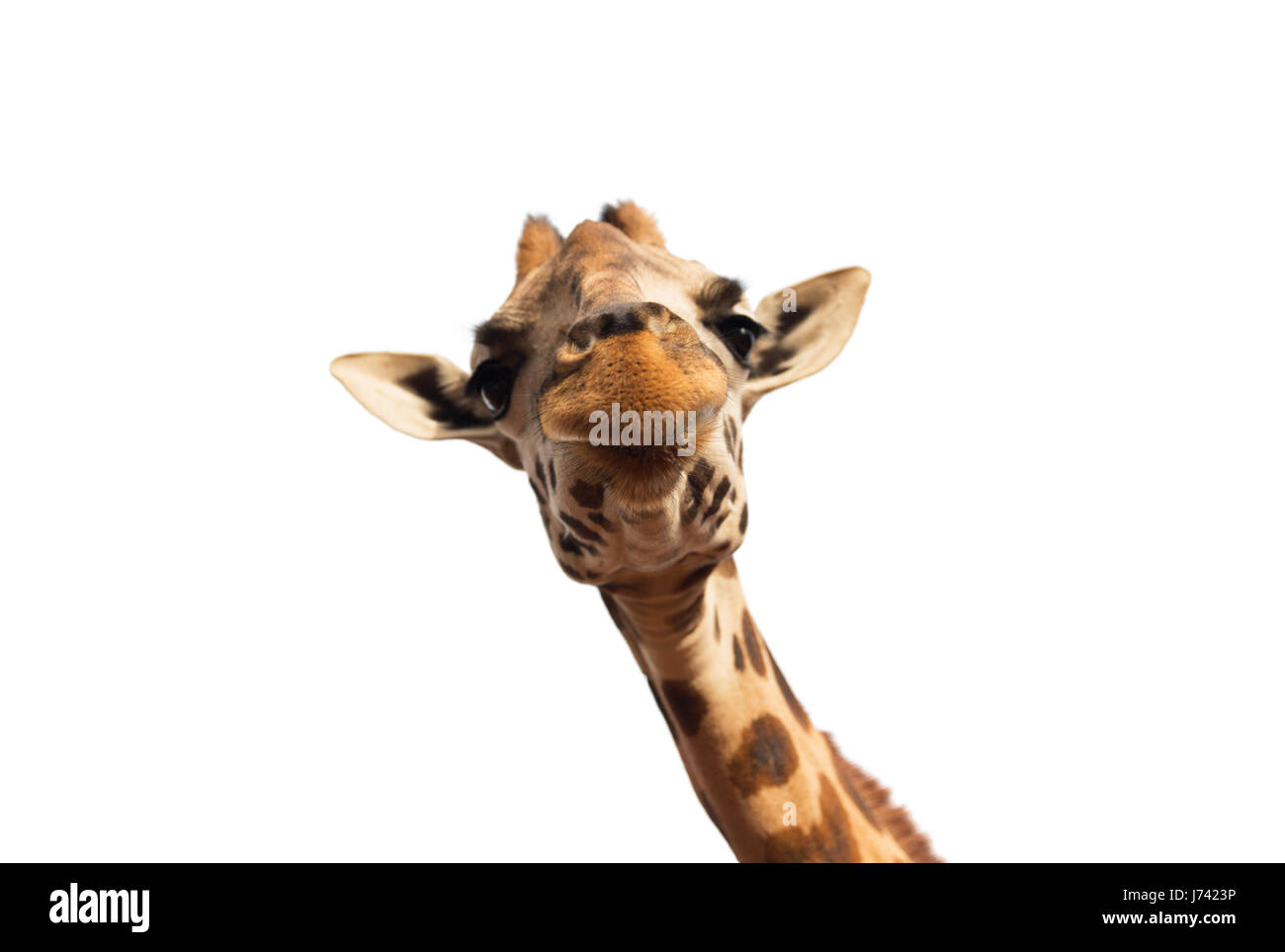 close up of giraffe head on white Stock Photo