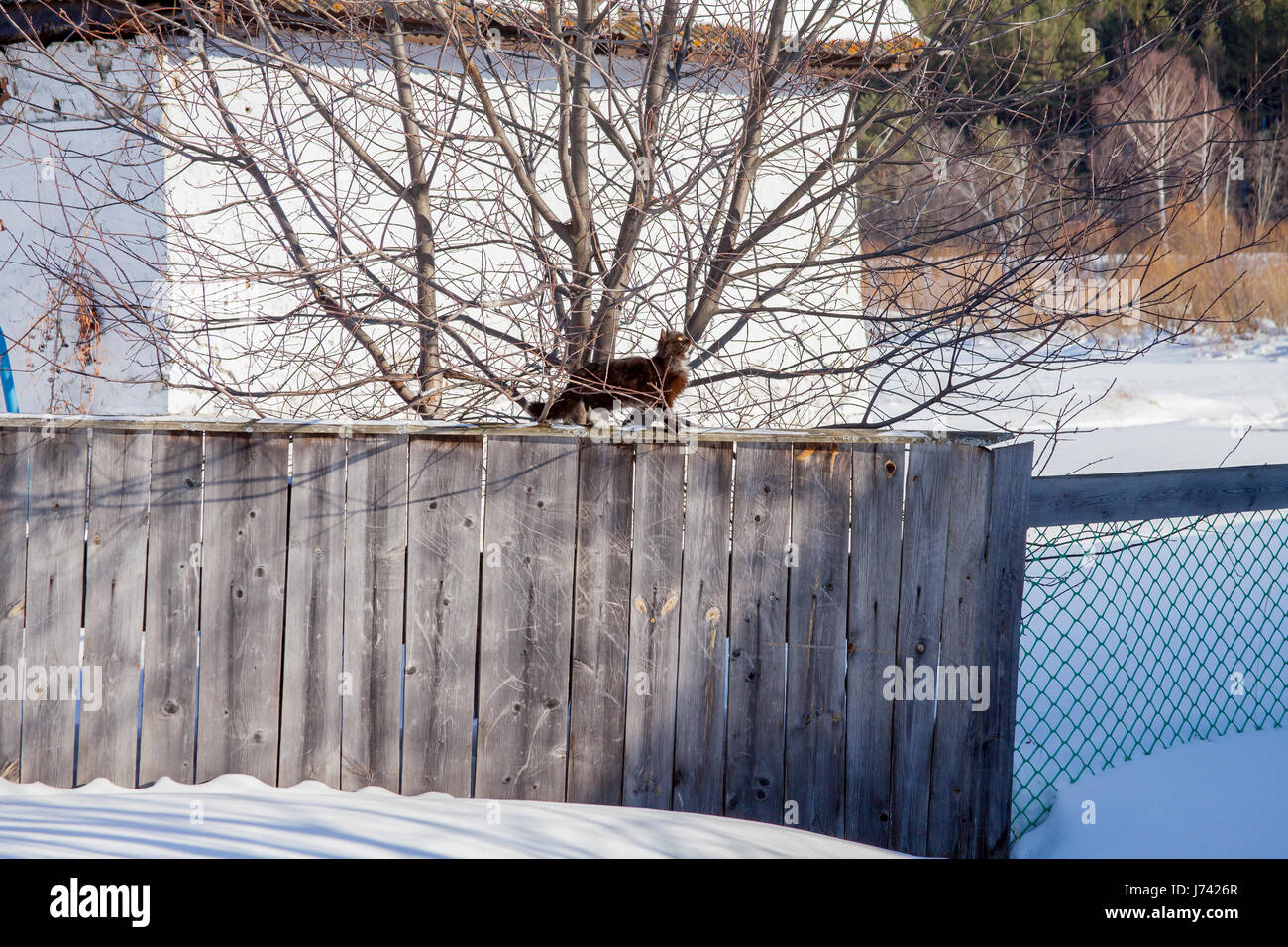 The cat walks on a fence in village Stock Photo - Alamy