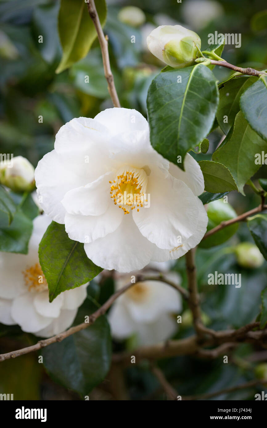 Close up of a white Camellia flowering in an English garden, England, UK Stock Photo