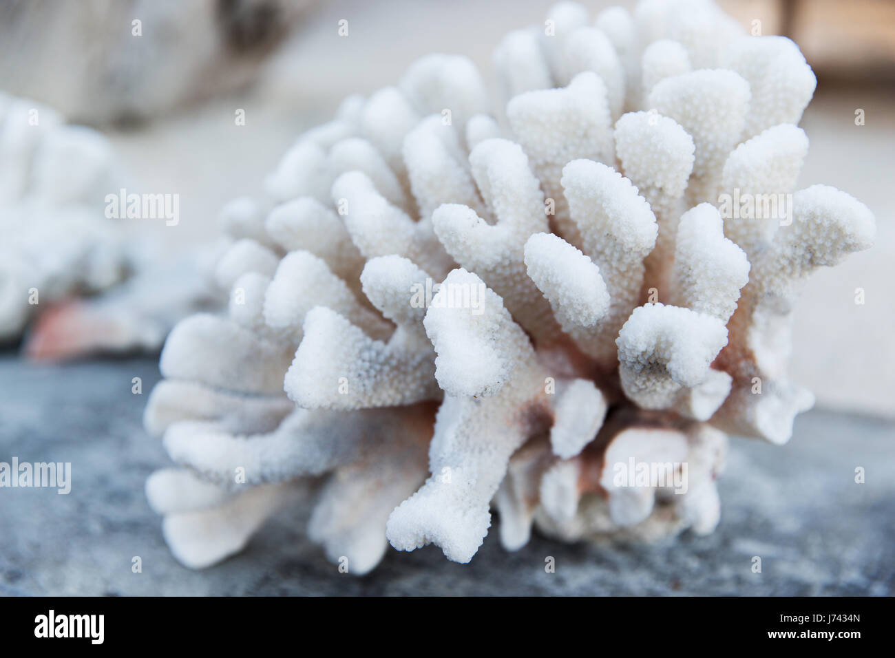 hard stony coral Stock Photo