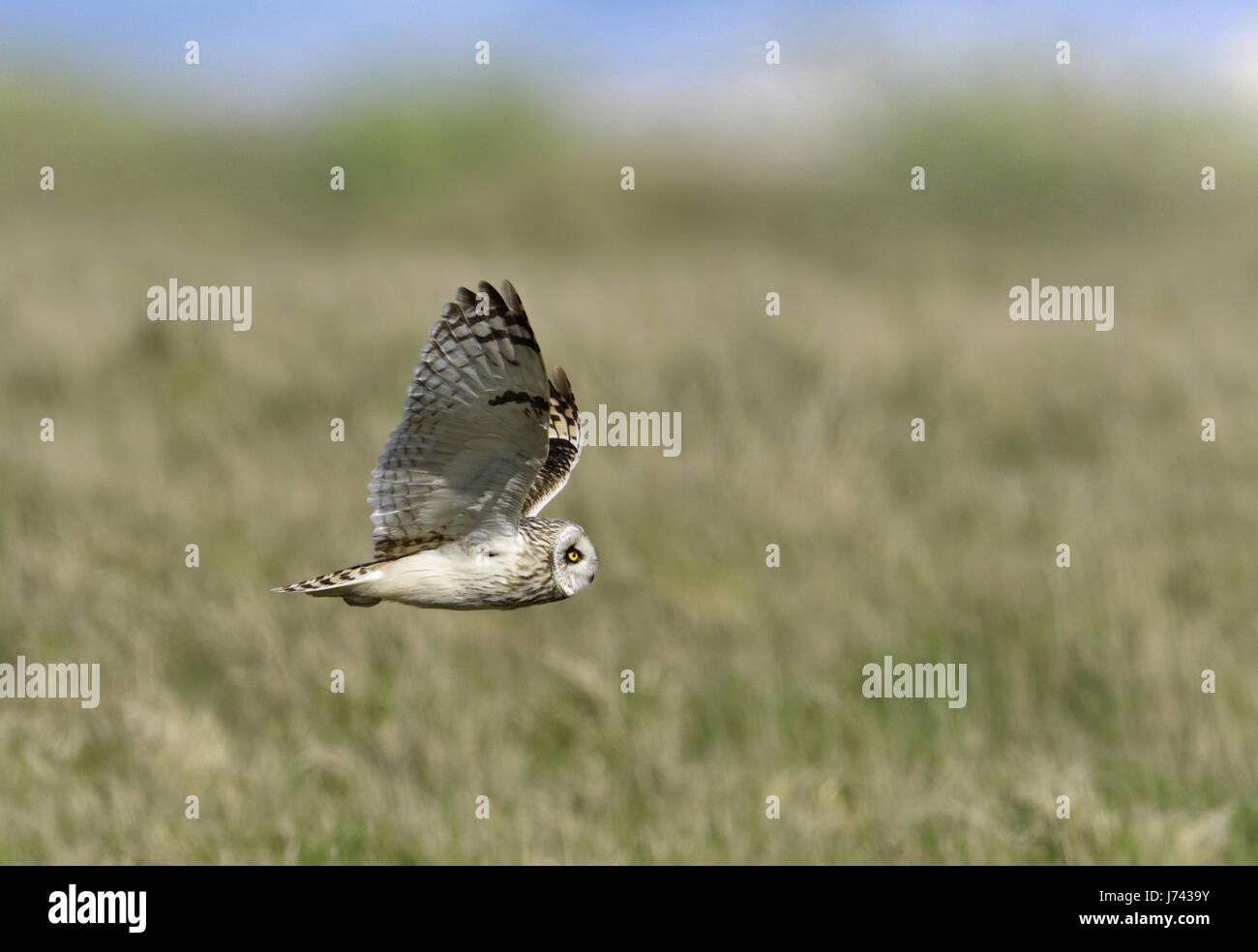 Short-eared Owl - Asio flammeus Stock Photo