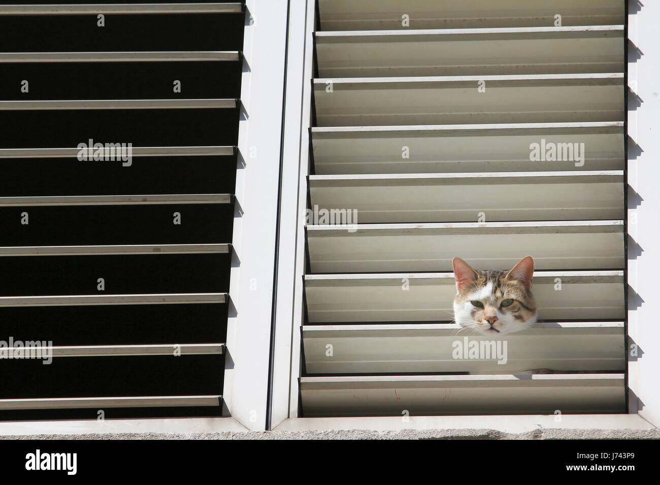 Cat curiosity. Cat at window. Stock Photo