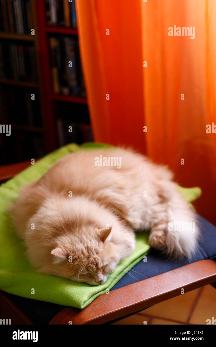 Siberian male cat's having a good nap on its loved blanket. Stock Photo