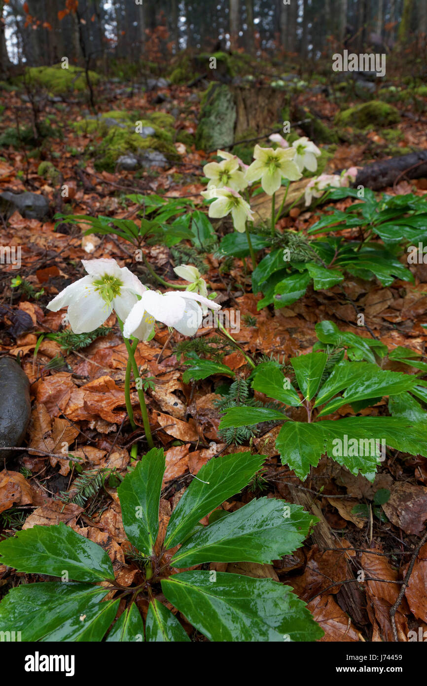 Christmas rose from the mountains of Croatia Stock Photo
