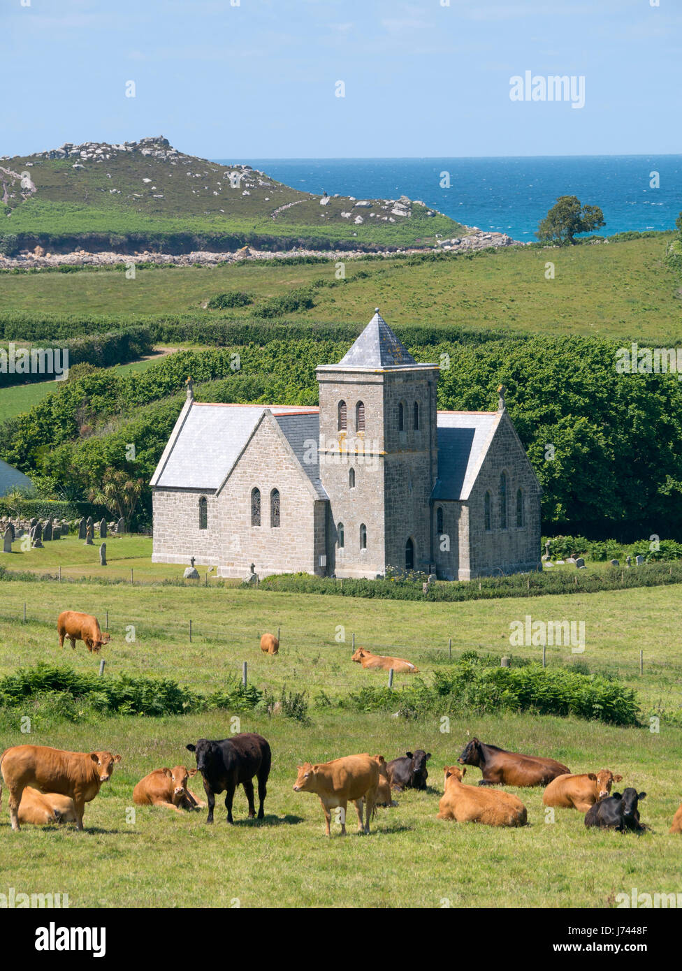 St Nicholas church, Tresco Isles of Scilly with cows in the foreground, Cornwall England UK. Stock Photo
