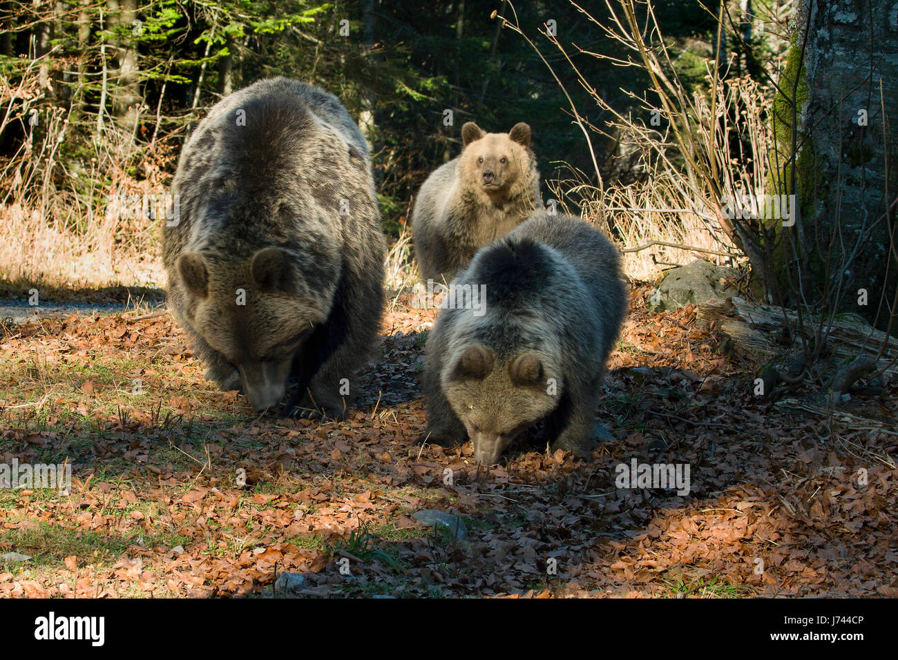 Mother brown bear with two cubs from mountains of Croatia Stock Photo ...