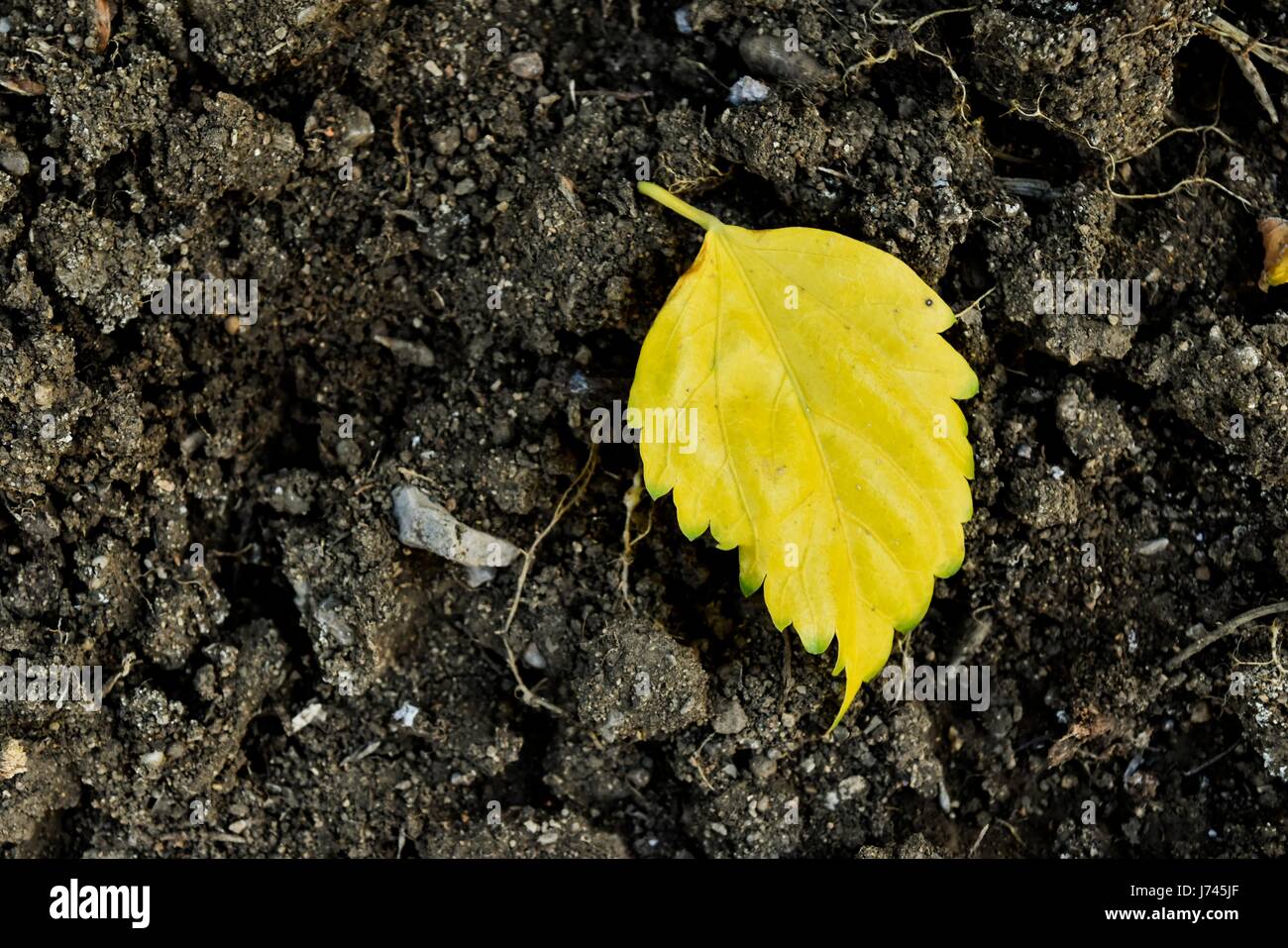 yellow leaf lying on the ground Stock Photo - Alamy