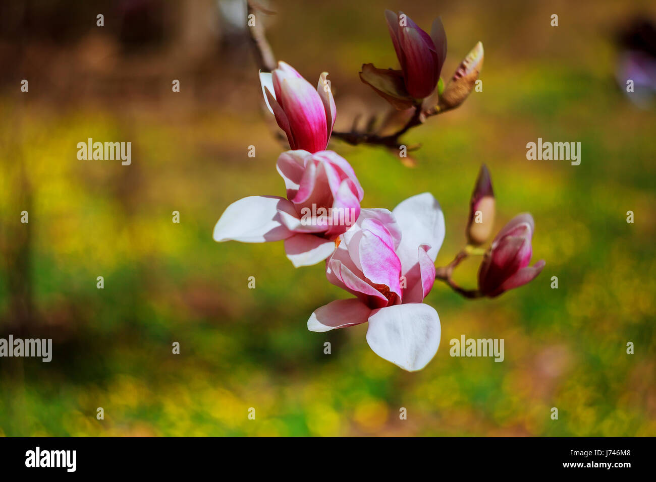 Magnolia blossom in Goodale park in Columbus, Ohio Stock Photo Alamy