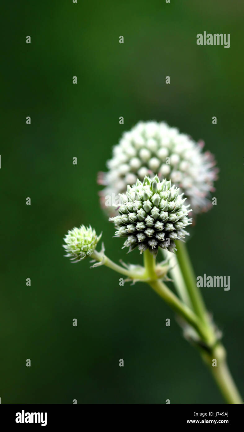 flora botany north america shrub eryngium yuccifolium yuccahnlich ...