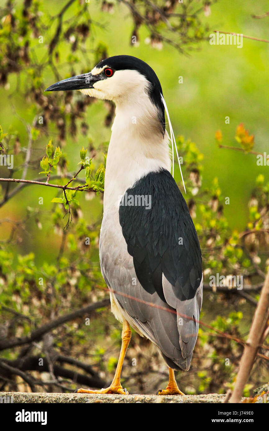 A Black Crown Night Heron standing on a wall with a tree in the background. Stock Photo