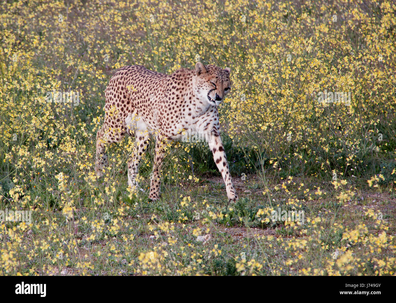 sneezing cheetah Stock Photo