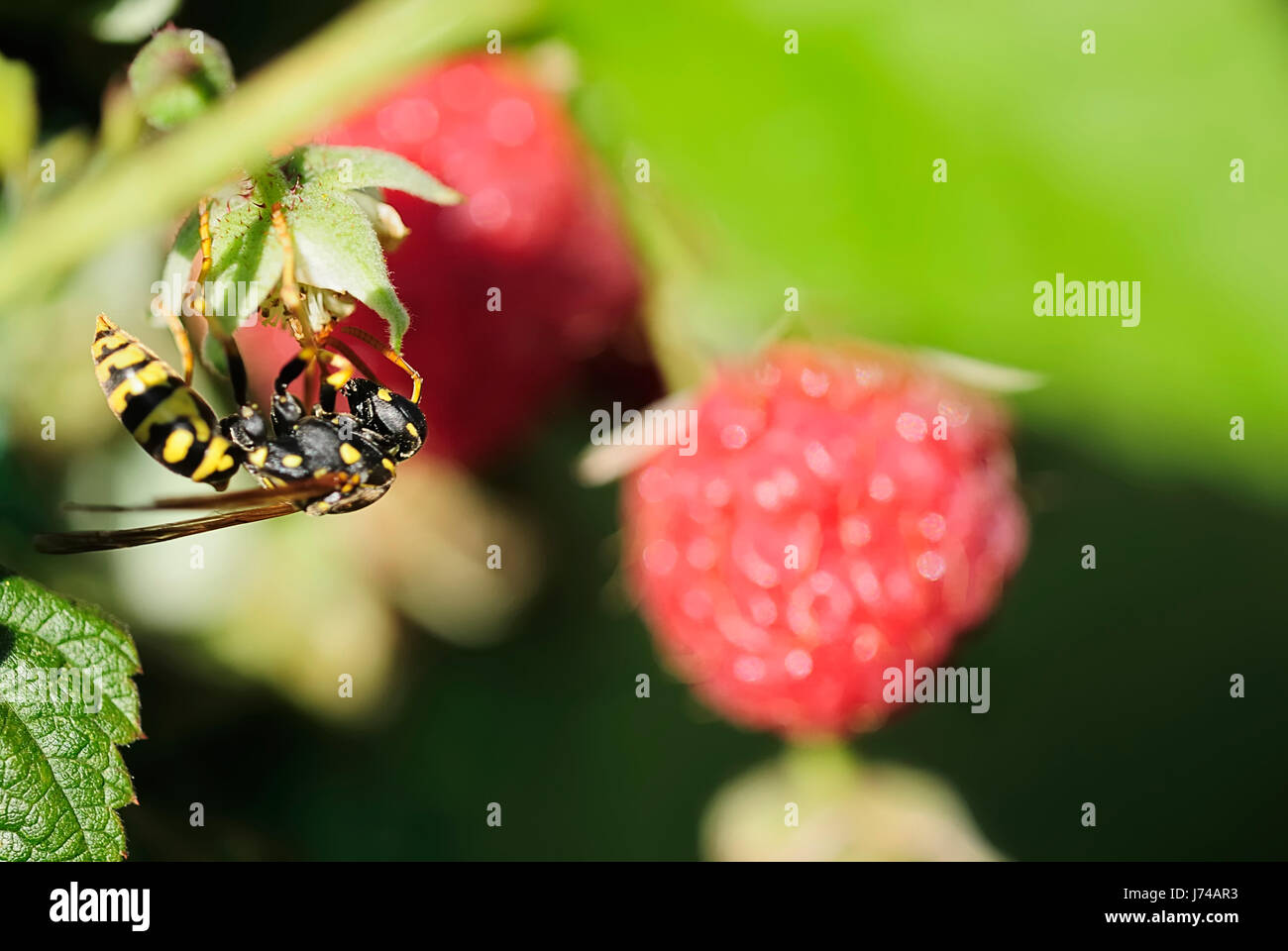 Wasp Raspberry wasp with raspberry Stock Photo - Alamy