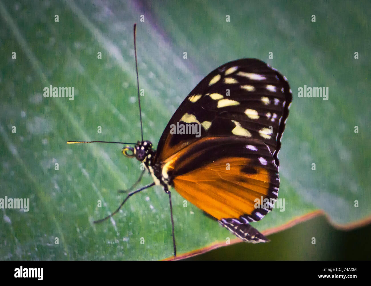 Monarch butterfly at Calgary Zoo Stock Photo