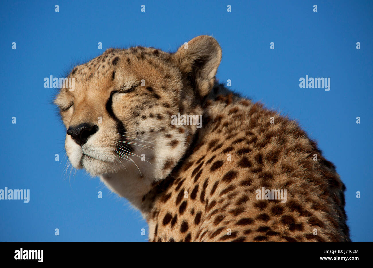 big cat feline predator predator force cat cheetah strength speed velocity Stock Photo