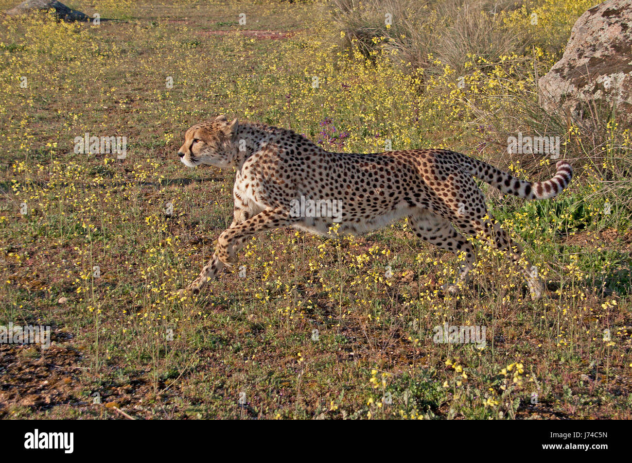 cheetah-hunting Stock Photo