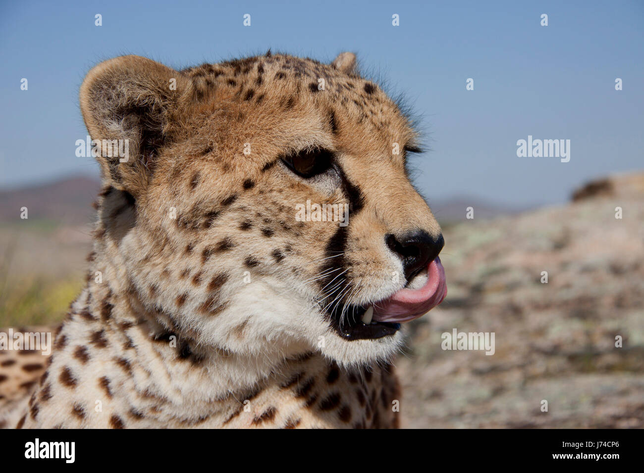 preening cheetah Stock Photo