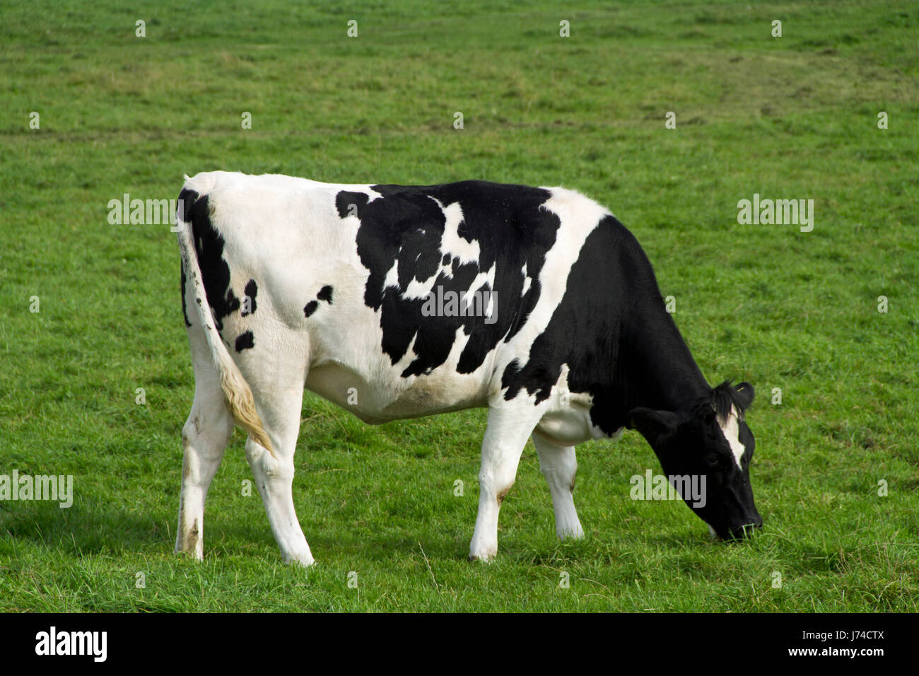 Black pied dairy cattle hi-res stock photography and images - Alamy