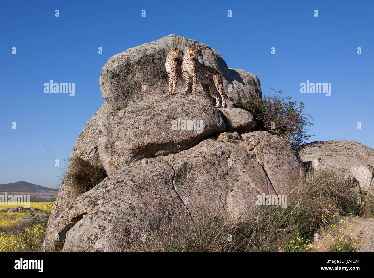 cheetah on a rock Stock Photo