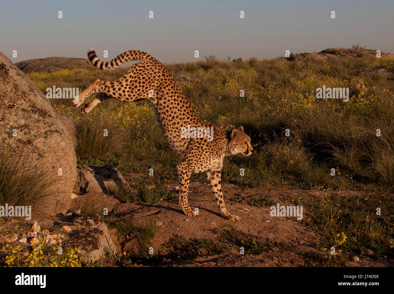 big cat feline predator predator force cat cheetah strength speed velocity Stock Photo