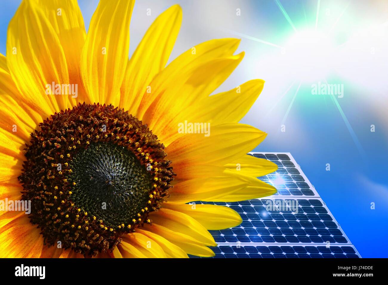 flower sunflower plant environmental protection energy industry solar energy Stock Photo