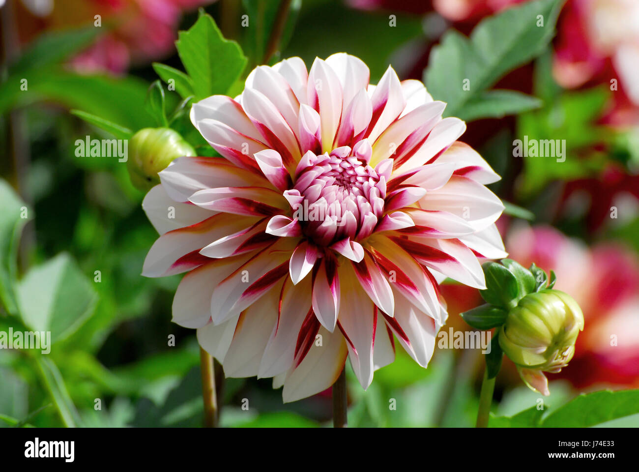 red white dahlia Stock Photo - Alamy