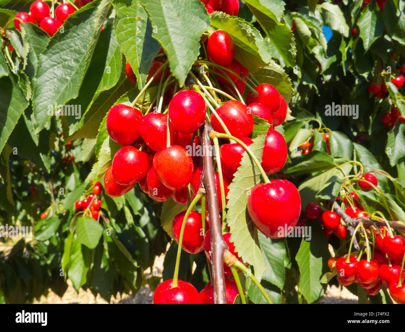 Cherry orchard with fruits growing Stock Photo Alamy