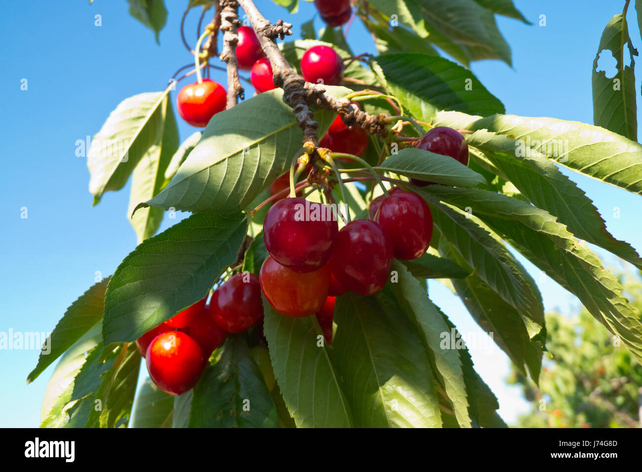Cherry orchard with fruits growing. Stock Photo