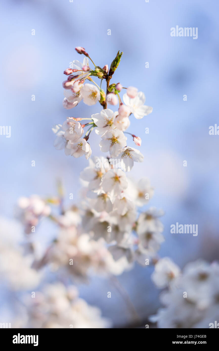 Japanese cherry blossom trees in the morning light. Spring sunrise in ...