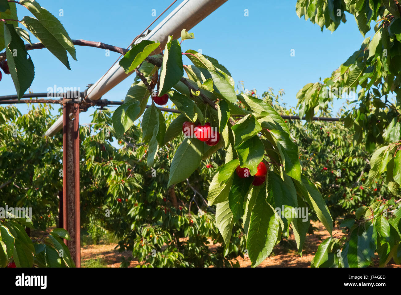Cherry orchard with fruits growing Stock Photo Alamy