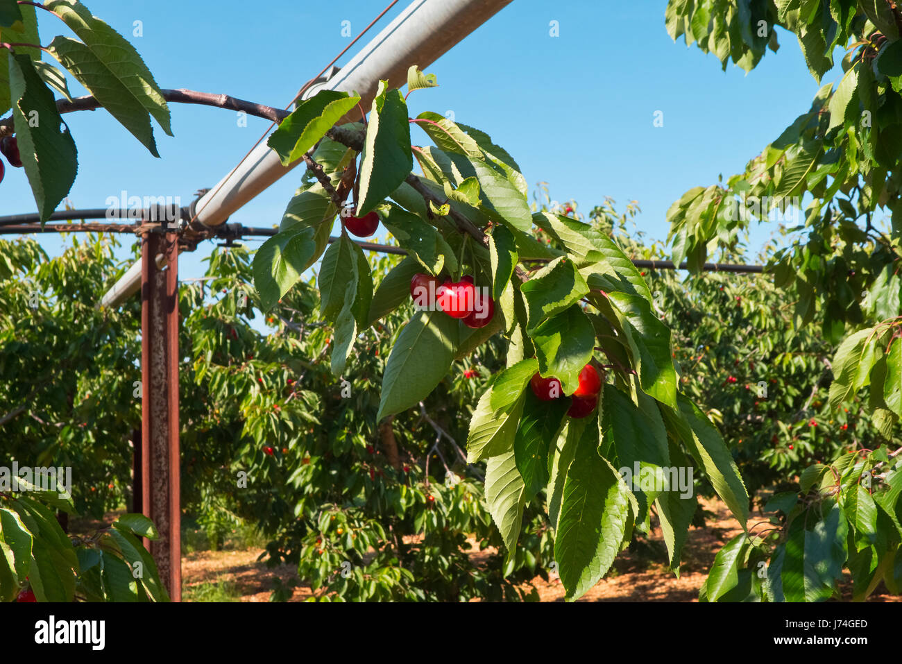 Cherry orchard with fruits growing. Stock Photo