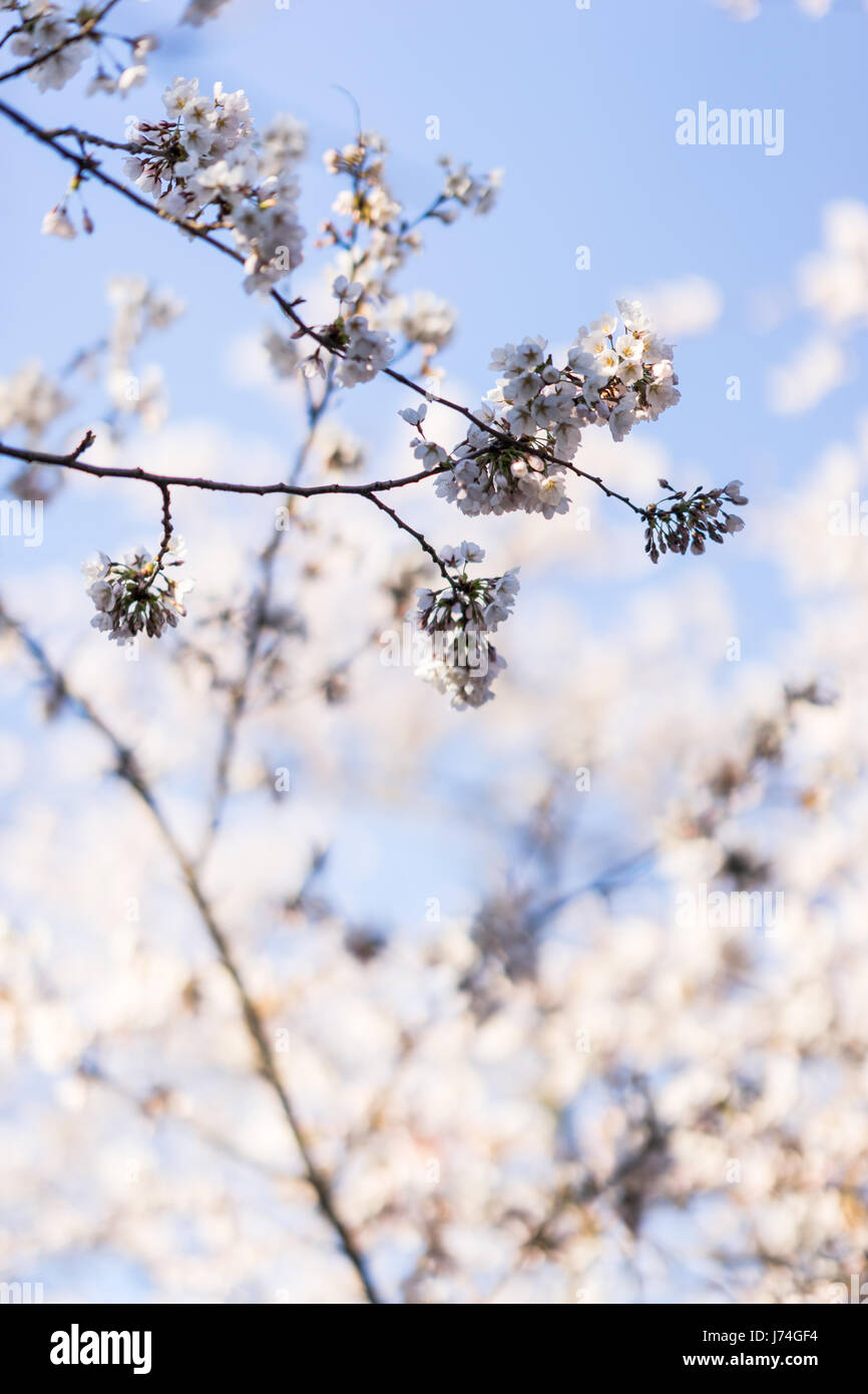 Japanese cherry blossom trees in the morning light. Spring sunrise in ...