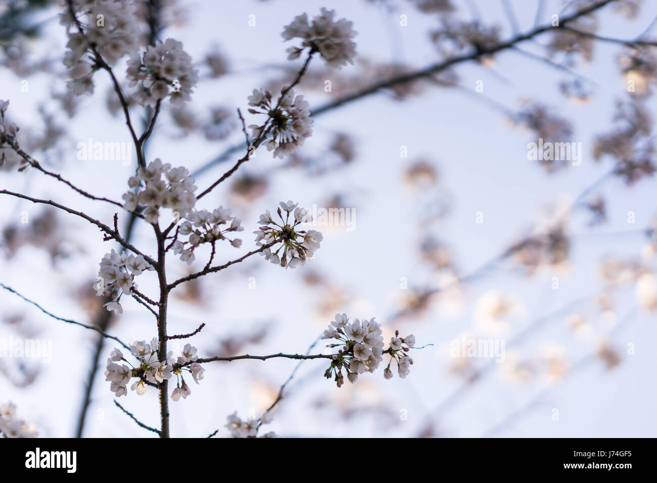 Japanese cherry blossom trees in the morning light. Spring sunrise in ...